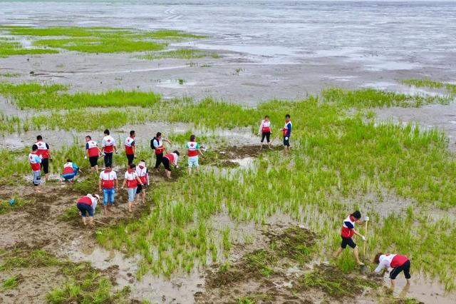 志愿者在江苏省盐城市条子泥湿地滩涂上清理互花米草（2022年摄）。受访者供图