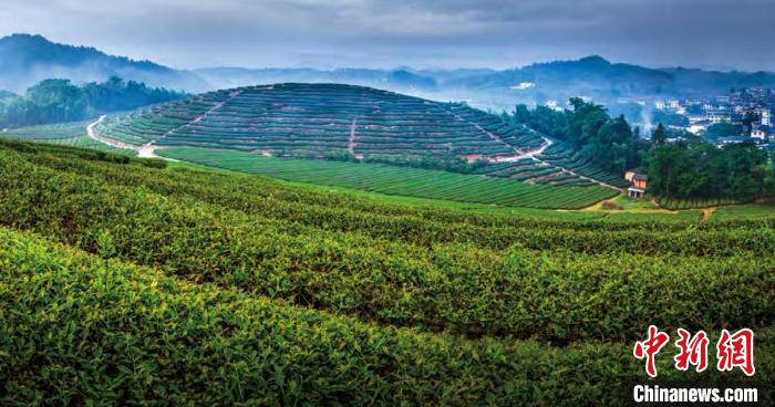 图为中沙茶山。伊世海摄