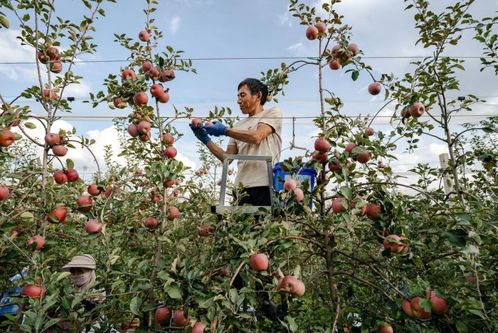 果农在云南昭通市一处苹果基地内采摘苹果（2023年10月30日摄）。新华社记者 陈欣波 摄