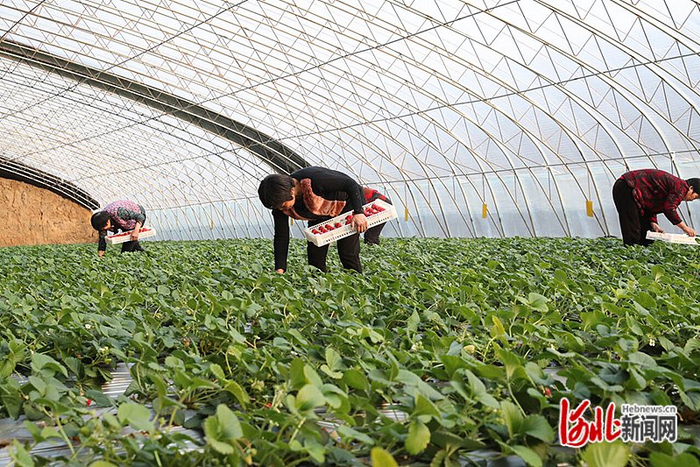 1月1日，顺平县沃野草莓现代农业园区，工人在采摘草莓。杨玉想供图