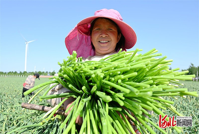 2023年5月，大名县埝头乡大龙村蒜农在采收蒜薹。河北日报通讯员 周绍宗 摄