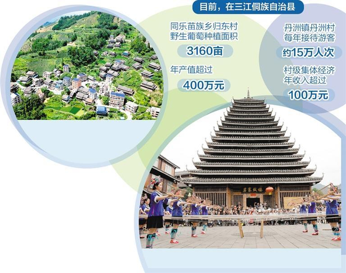 　　同乐苗族乡归东村房前屋后建起了葡萄园。 龚普康摄