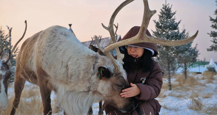 在敖鲁古雅，和森林精灵驯鹿亲密接触。记者 李新军 摄
