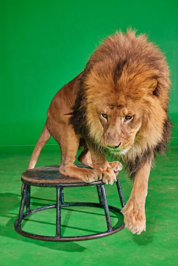 ▲狮子“卢克”