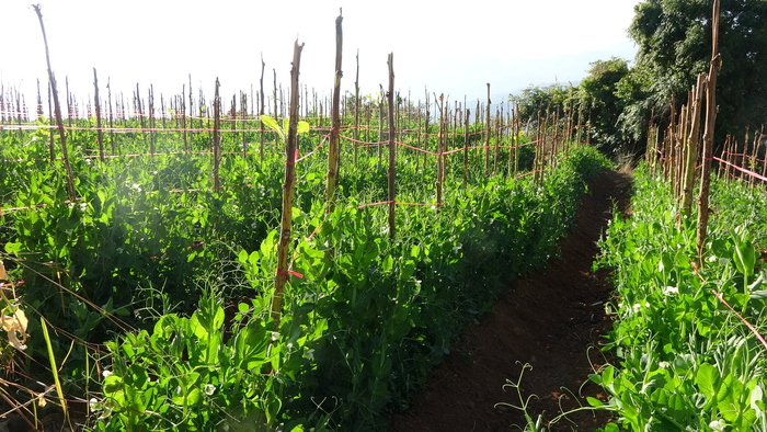 图为：通达乡冬早豌豆喜获丰收（黄庭芳摄）