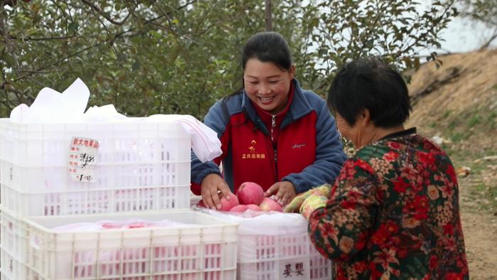 牛庆花和村民一起在果园里采摘他们的苹果