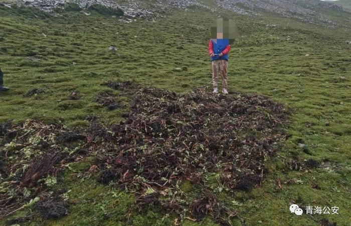 ▲嫌疑人盗采的红景天
