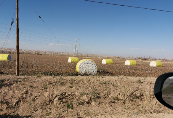 在喀什地区，采摘完后被压缩、打包好的棉包整齐地摆放在田间地头（2023年10月29日摄）