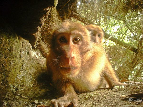 保山龙陵:红外相机拍到野生猴"自拍"瞬间