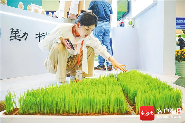 现场展示的旱稻品种引起了与会嘉宾的注意。记者 王程龙 摄