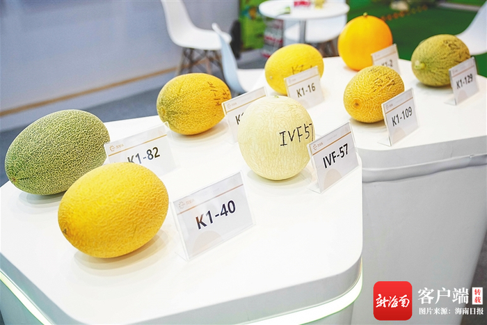 现场展示的西甜瓜样品。记者 王程龙 摄