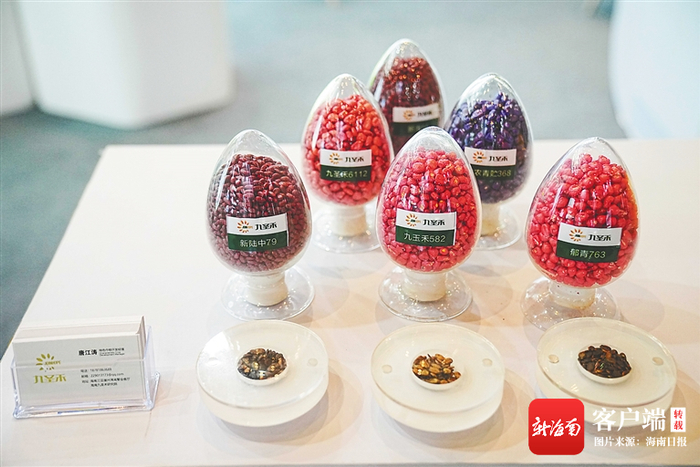 会议现场展示的种子样品。记者 王程龙 摄