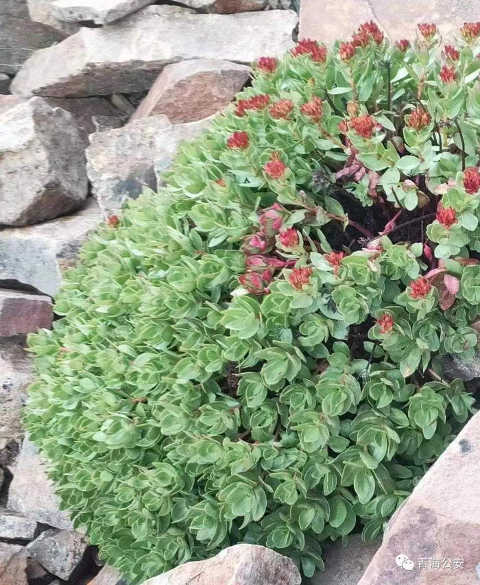 ▲野生红景天