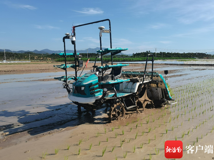 三亚市崖州区南京农业大学三亚研究院坝头基地智慧农场示范基地，无人插秧机正在作业。记者 利声富 摄