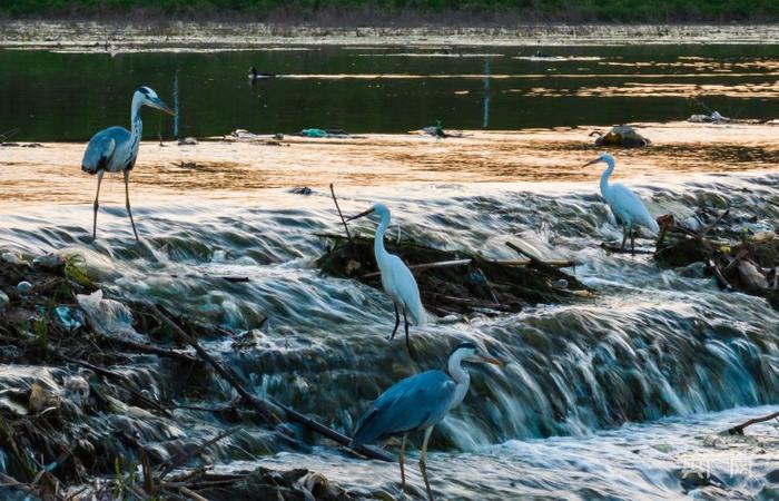 武安南洺河生态走廊吸引了越来越多鸟类歇脚或定居( 李树锋 摄)
