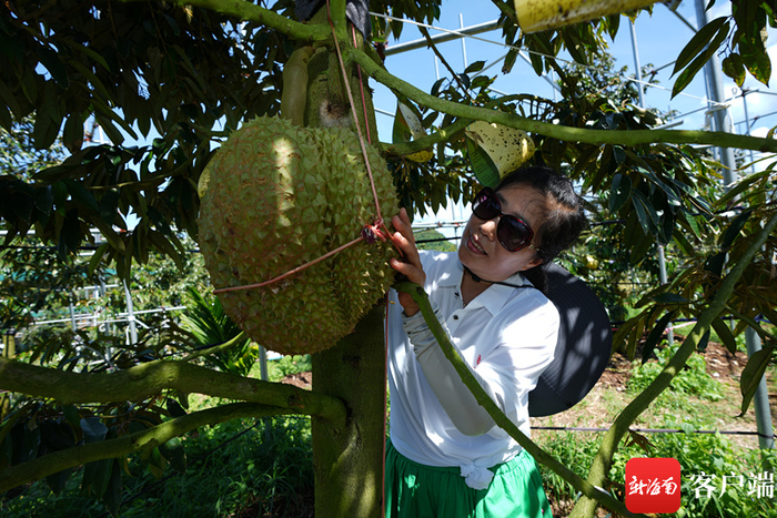 资料图：三亚产的“树上熟”榴莲。记者 利声富 摄