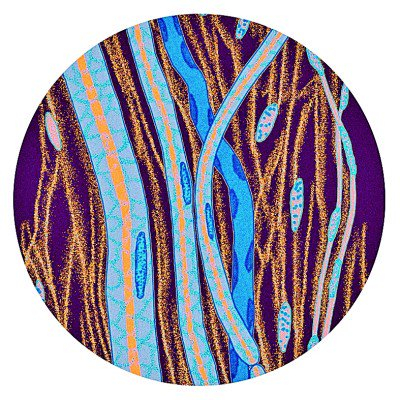 身体里的点与线（插图） 李冰虹