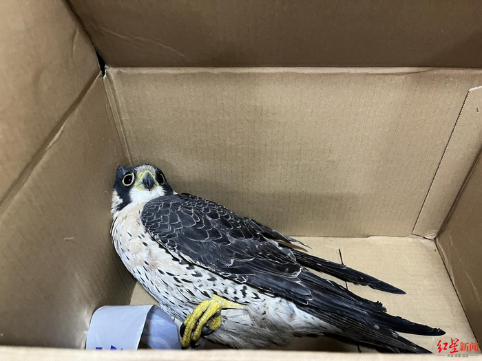 ▲受伤游隼获得救助 兴文融媒供图