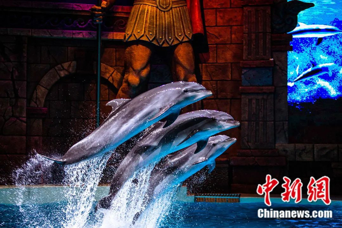 　　波塞冬旅游度假区的海豚正在表演。刘锡菊 摄