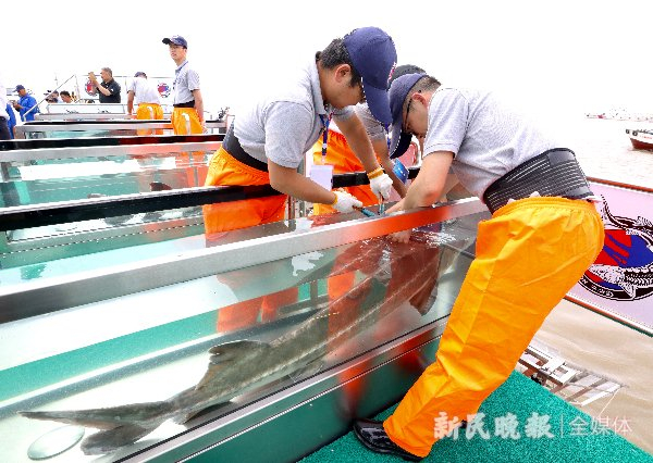 图说：2020年全国“放鱼日”，上海长江大桥北岸东侧海警码头水域开展增殖放流活动 新民晚报记者 刘歆 摄