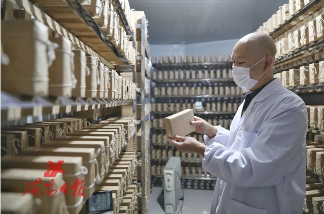 2023年12月21日，在陕西仙喜辣木茯茶有限公司，新制的茯砖茶在烘房发花。咸阳日报全媒体记者 王晓田 摄