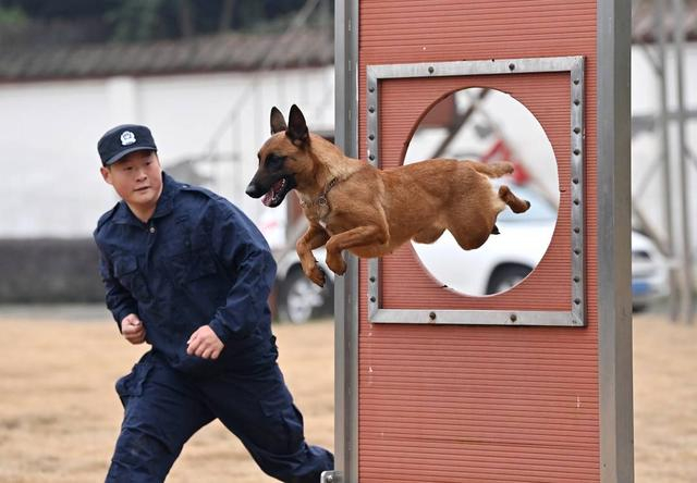 警犬跨越障碍物（张磊 摄）