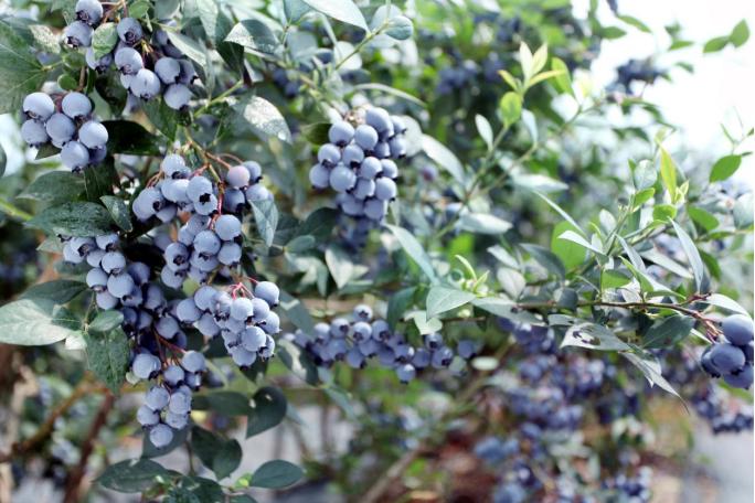 蓝莓树图图片