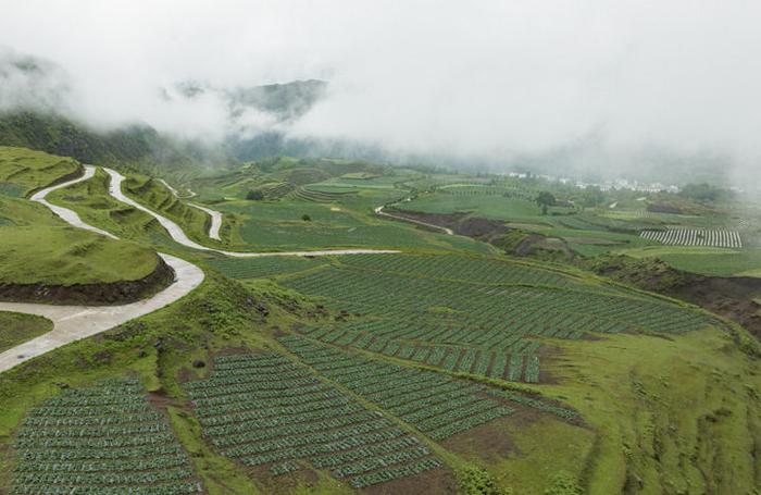 雲南昭通市永善縣伍寨彝族苗族鄉的高山冷涼蔬菜基地(2022年5月28日攝