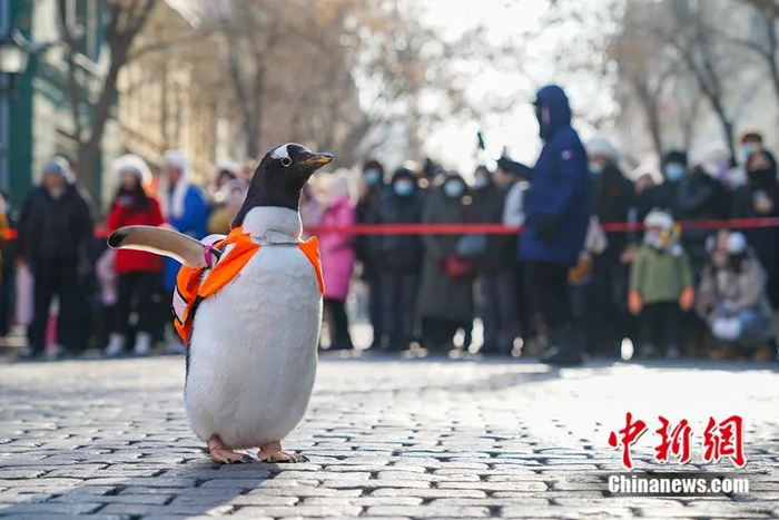 　　背书包 “逃学企鹅” 逛中央大街。赵宇航 摄