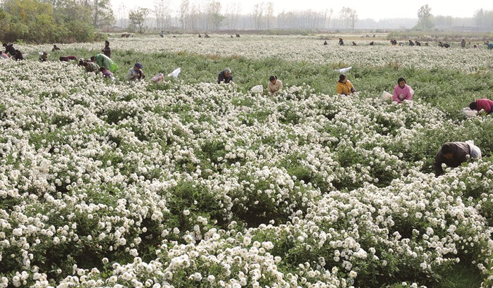   在滁州市滁菊种植基地，村民在采摘滁菊。（滁州市委宣传部供图）