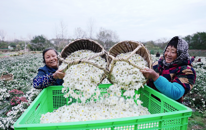   滁州市南谯区大柳镇曲亭村村民将采收的滁菊倒入篮中。新华网发（张志东 摄）