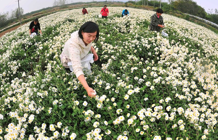   在滁州市滁菊种植基地，村民在采摘滁菊。（滁州市委宣传部供图）