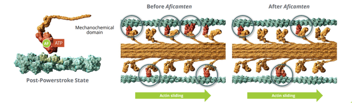 ▲Aficamten的作用机制