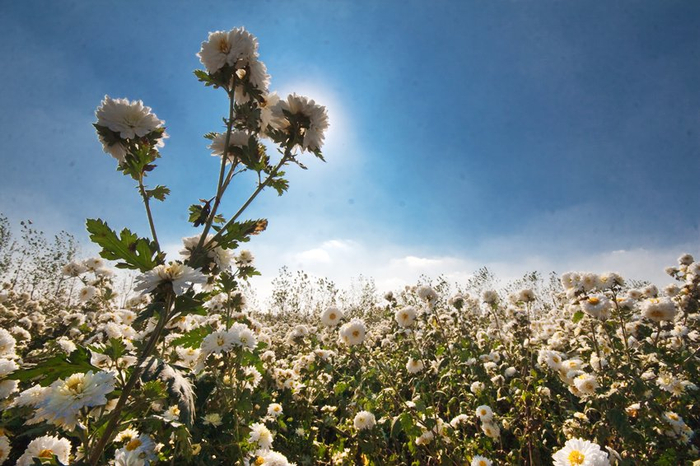   朵朵滁菊绽放枝头。（滁州市委宣传部供图）