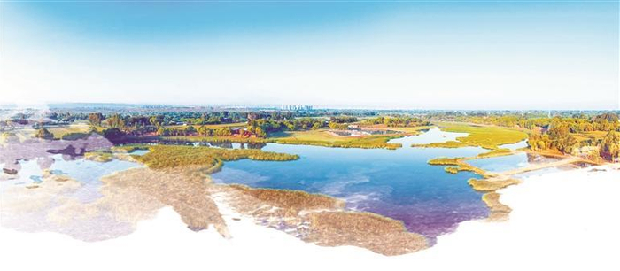 靖边芦河湿地。 延杨红摄