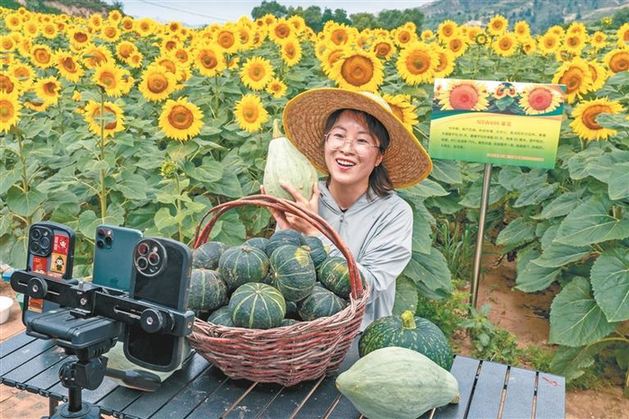 子洲县何家集镇眠虎沟村的地头带货直播。栾武生摄