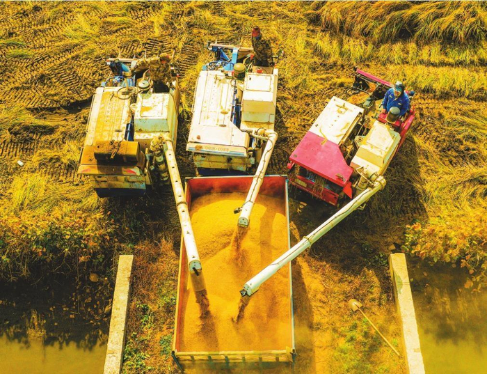         2023年，我省粮食生产创历史新高，其中农业气象服务发挥了重要作用。图为沈阳沈北新区秋收现场。本报记者  查金辉  摄