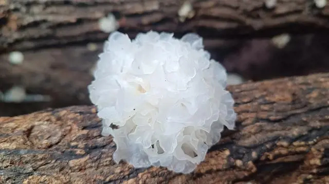 红星新闻记者 张杨 摄