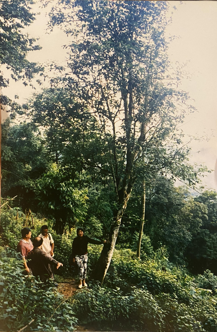 ▲李尉文一行考察野生大茶树