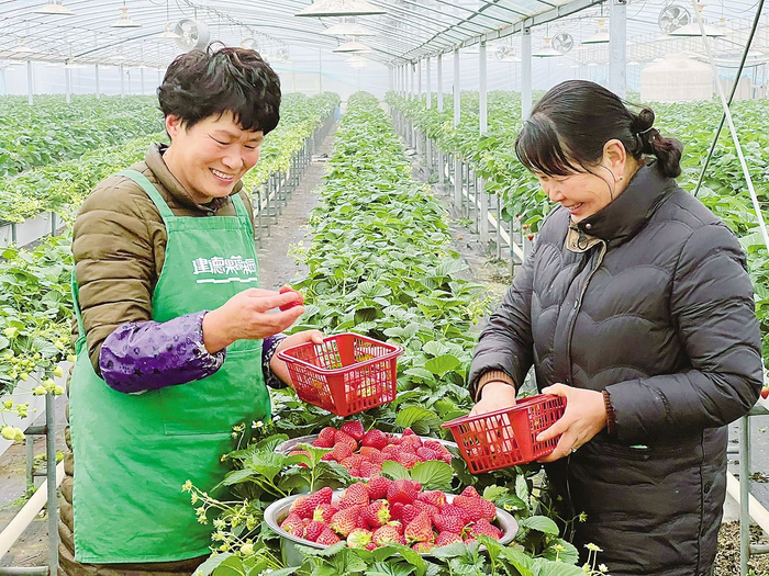 建德草莓进入丰收季，图为莓农在杨村桥镇草莓基地里采摘草莓。