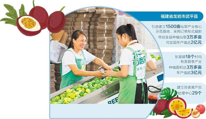     福建武平县优达农业开发有限公司黄金百香果智能化生产分拣线上，员工在分拣百香果。钟炎生摄