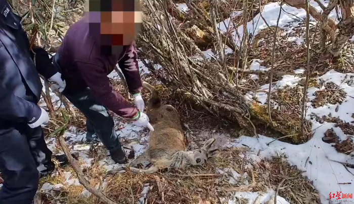 ▲犯罪嫌疑人指认被杀死的林麝