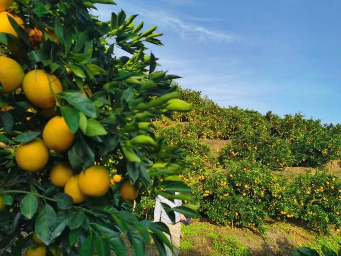 刘斌老家种植的赣南脐橙。刘斌 | 摄