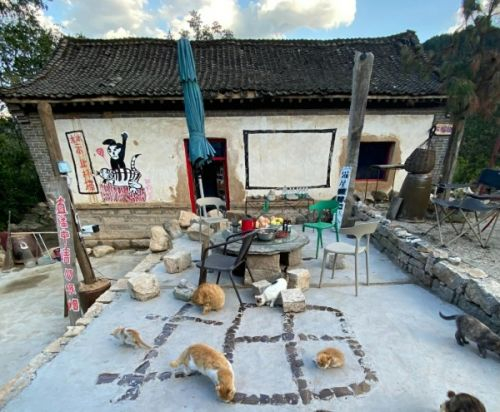 （位于河北保定的猫村）