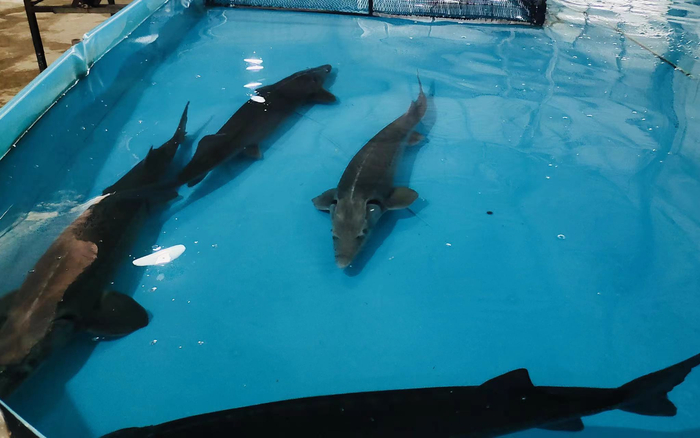 ▲养殖基地中的鲟鱼