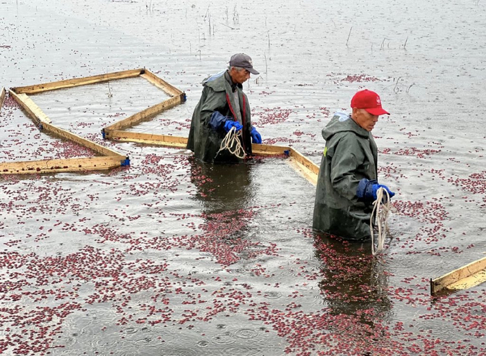 图/抚远水收蔓越莓场景 小红书@旅途中的风景 已获作者授权
