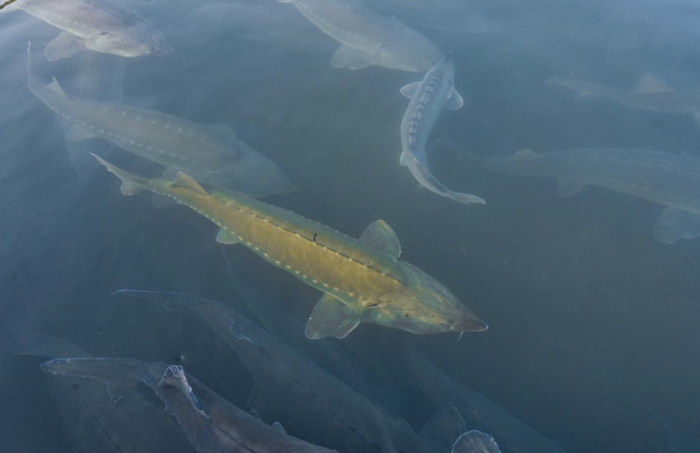 ▲人工养殖的鲟鱼