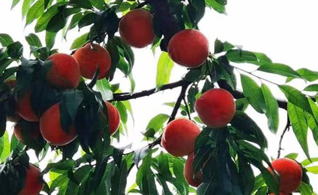 平谷西营村桃园内，大桃挂满枝头。资料图