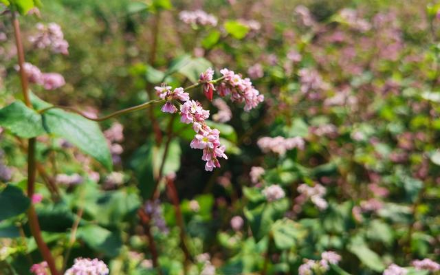 平谷“博士”农场里种植的荞麦。资料图/新京报记者 曹晶瑞 摄