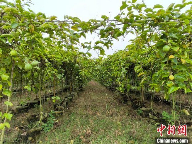 海南省定安县金鸡岭农场十二队矿山地质环境恢复后,种植的百香果挂满